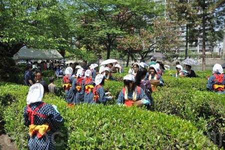 广岛五月传统採茶会