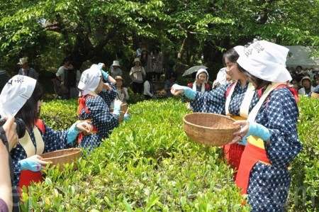 广岛五月传统採茶会(1)