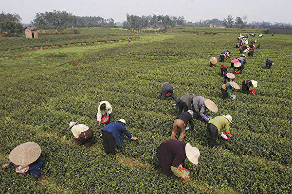 天灾与疫情双重击 全球茶叶价格飙涨