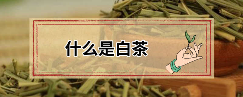 什么是白茶