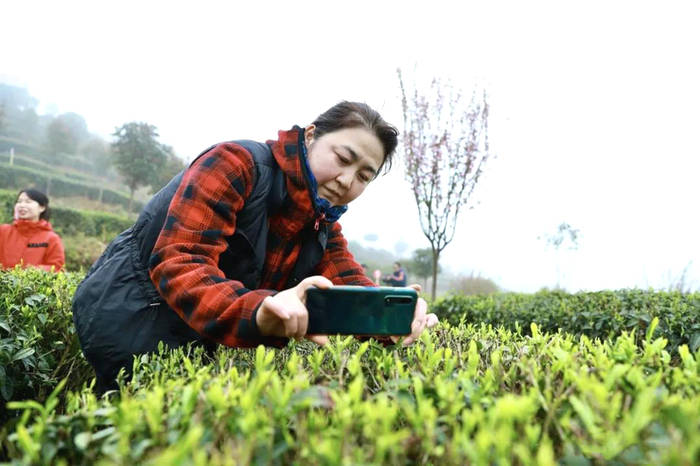 关于平塘县春茶采摘正当时：空山新雨，醉人茶香的最新资讯(6)