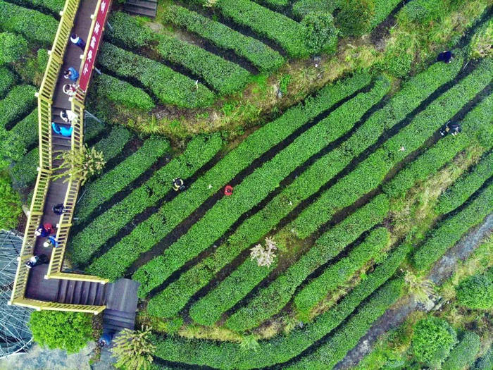 关于平塘县春茶采摘正当时：空山新雨，醉人茶香的最新资讯