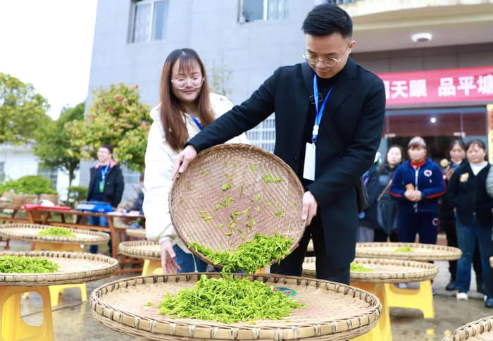 关于平塘县春茶采摘正当时：空山新雨，醉人茶香的最新资讯(4)