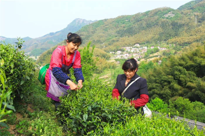 有关于“十四五”期间霍山茶产业发展的基本目标和思路的热门信息(4)