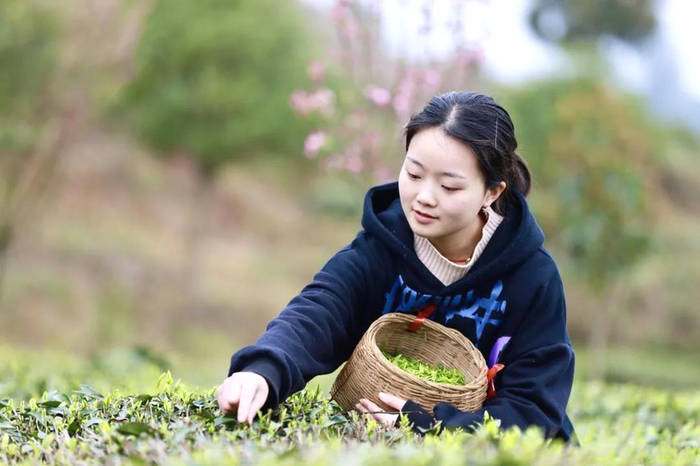 关于平塘县春茶采摘正当时：空山新雨，醉人茶香的最新资讯(5)