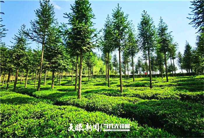 关于贵州普安罗汉：春到茶山风景异，明前春茶采摘忙的最新信息(2)