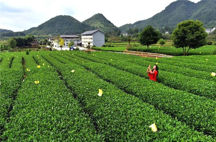 有关于凤冈：抓住东西部协作机遇 助推茶叶闯市场的最新资讯