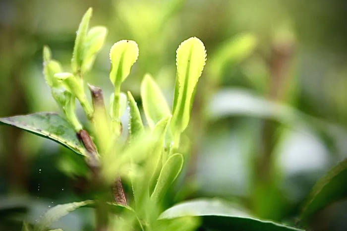 关于平塘县春茶采摘正当时：空山新雨，醉人茶香的最新资讯(7)