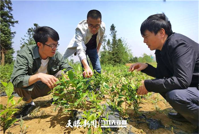 关于贵州普安罗汉：春到茶山风景异，明前春茶采摘忙的最新信息