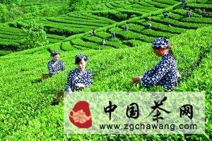 关于宜宾绿茶“空降”京华茶庄(图)的热门消息