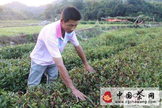 有关于福鼎点头镇万亩茶园现不同程度旱情的热门信息