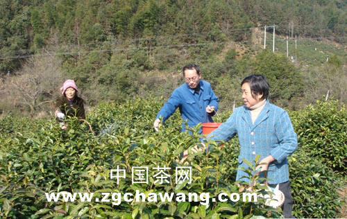 关于休宁各地茶农正值春季茶园管理忙的热门消息