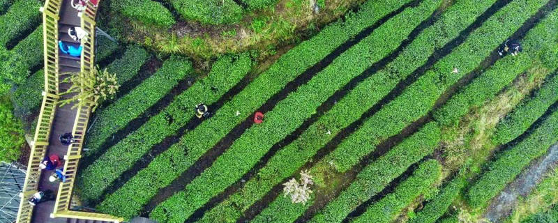 关于平塘县春茶采摘正当时：空山新雨，醉人茶香的最新资讯