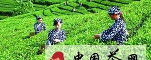 关于宜宾绿茶“空降”京华茶庄(图)的热门消息