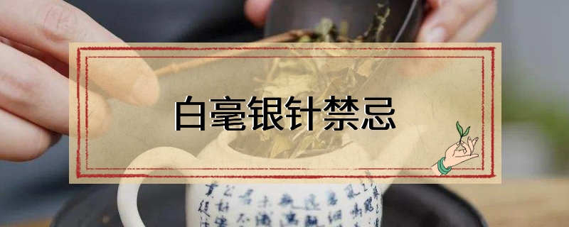 白毫银针禁忌