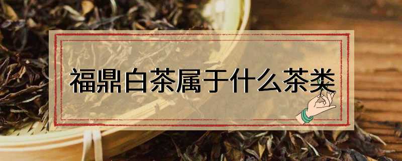 福鼎白茶属于什么茶类