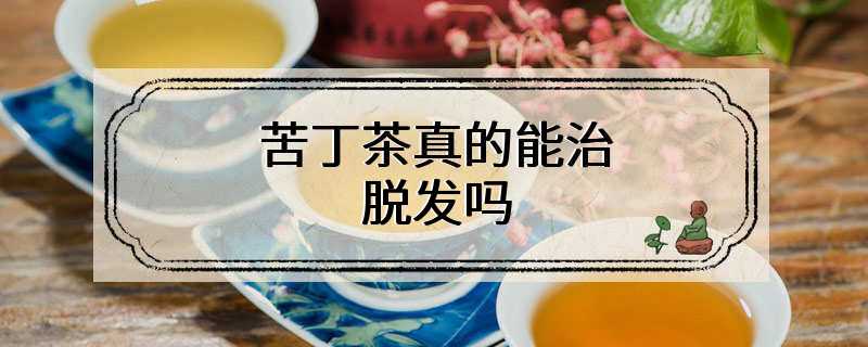 苦丁茶真的能治脱发吗