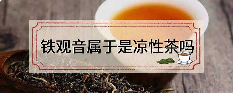 铁观音属于是凉性茶吗