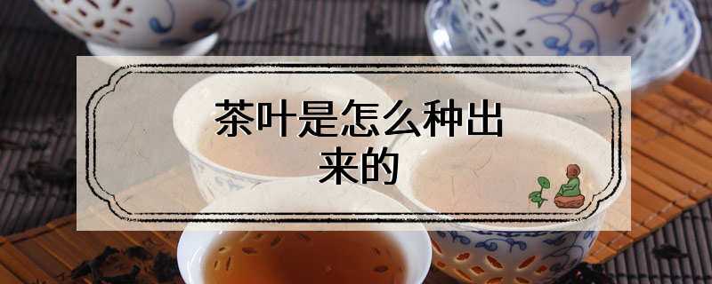 茶叶是怎么种出来的