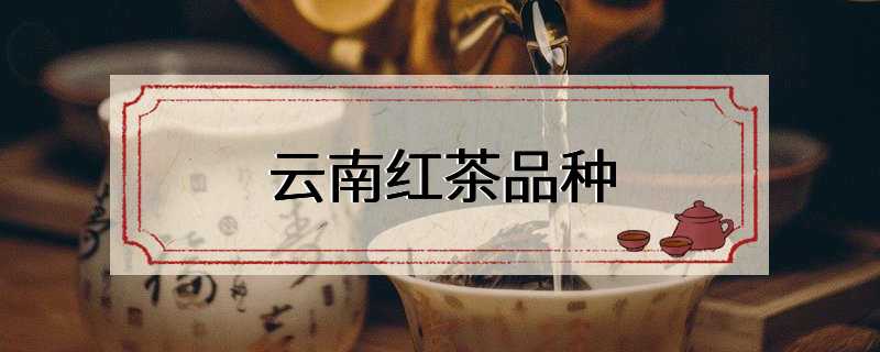 云南红茶品种