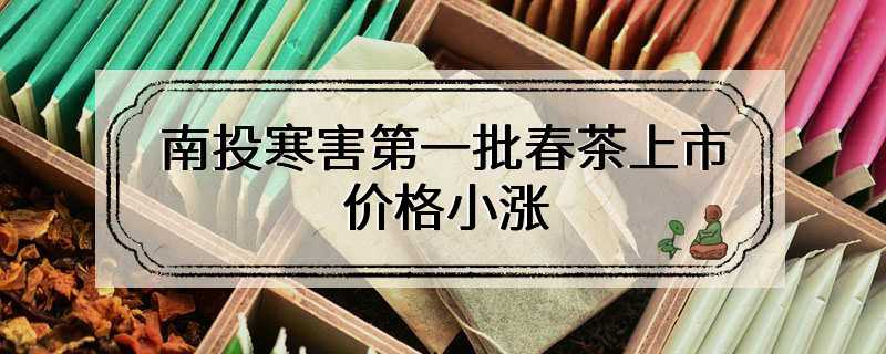 南投寒害第一批春茶上市 价格小涨