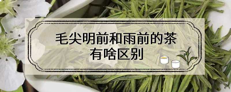 毛尖明前和雨前的茶有啥区别