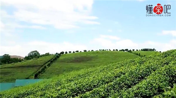 黑茶产地