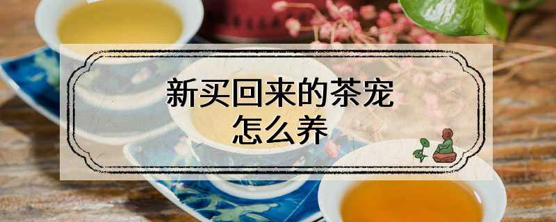 新买回来的茶宠怎么养