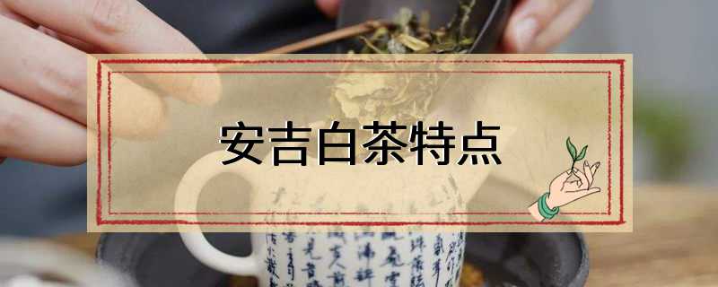 安吉白茶特点