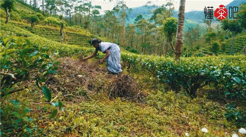 世界四大红茶(3)