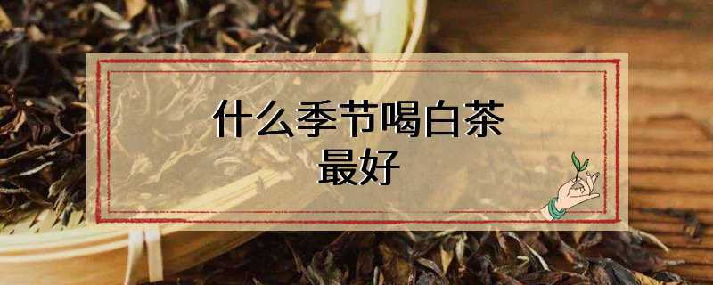 白茶在什么季节喝最好