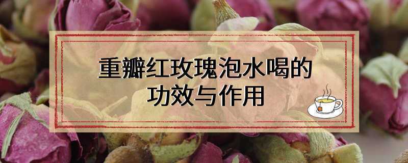 重瓣红玫瑰泡水喝的功效与作用