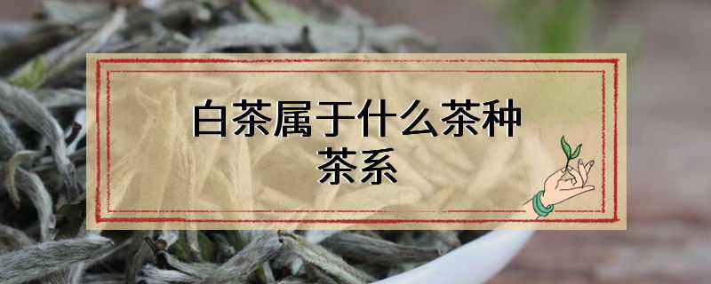 白茶属于什么茶种茶系