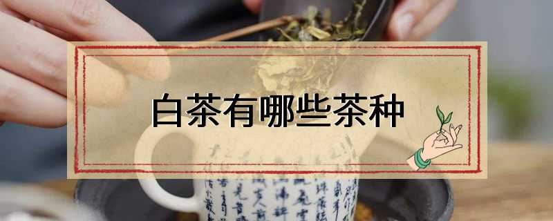 白茶有哪些茶种