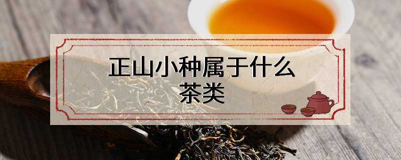 正山小种属于什么茶类