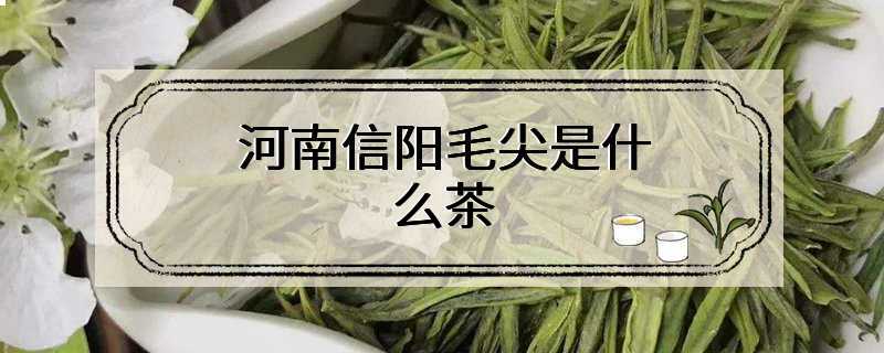 河南信阳毛尖是什么茶