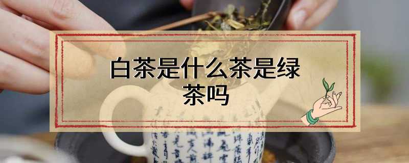 白茶是什么茶是绿茶吗