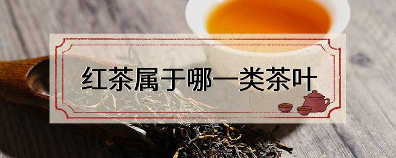 红茶属于哪一类茶叶