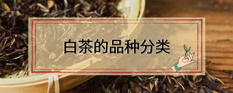 白茶的品种分类