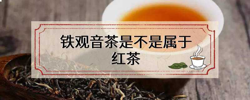 铁观音茶是不是属于红茶