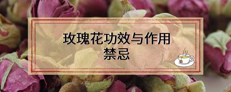 玫瑰花功效与作用禁忌