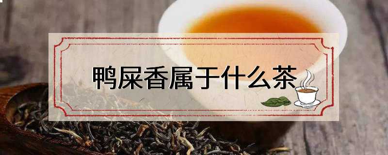 鸭屎香属于什么茶