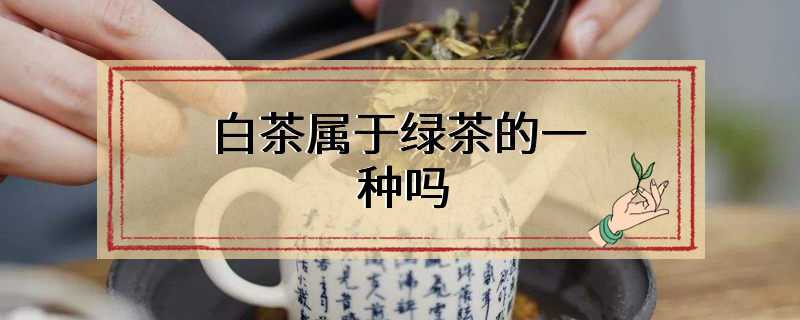 白茶属于绿茶的一种吗