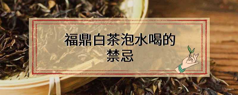 福鼎白茶泡水喝的禁忌