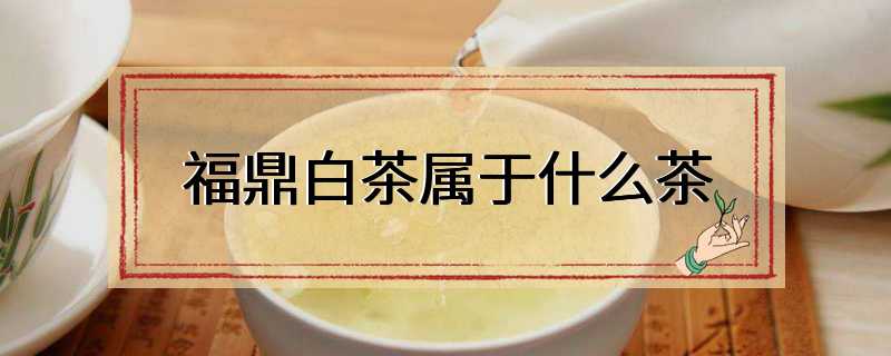 福鼎白茶属于什么茶