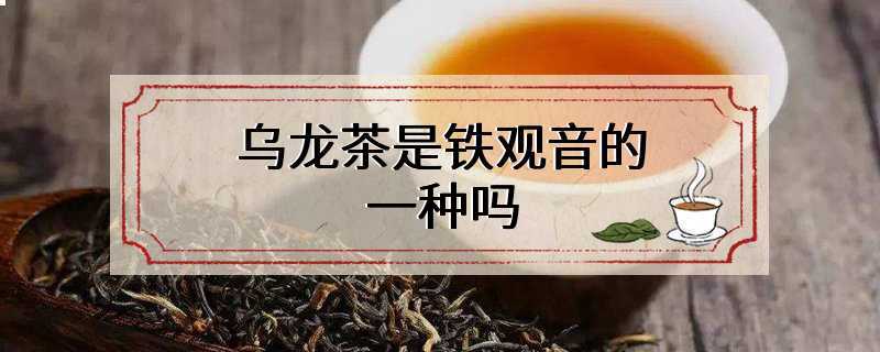 乌龙茶是铁观音的一种吗