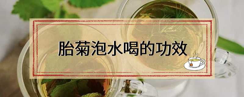 胎菊泡水喝的功效