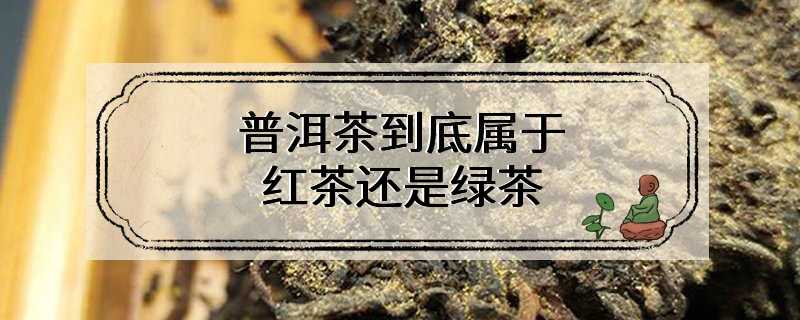 普洱茶到底属于红茶还是绿茶