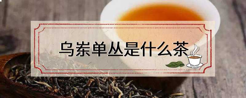 乌岽单丛是什么茶