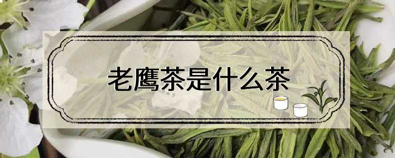 老鹰茶是什么茶